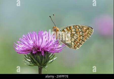 Fritillaire de Niobe (Argynnis niobe) se nourrissant de fleurs, village de Semogo, Alpes, Italie Banque D'Images