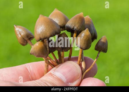 Les tabourets à chapeau Liberty, également connus sous le nom de champignons magiques (Psilocybe semilanceata) tenus en main, récoltés dans les pâturages de moutons, Monmouthshire, pays de Galles, Royaume-Uni, septembre. Banque D'Images