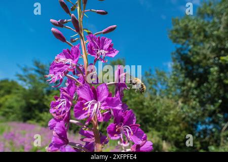 Bourdon commun (Bombus pascuorum), se nourrissant du goulet de Rosebay (Chamerion angustifolium) ferme Pentwyn SSSI, réserve Gwent Wildlife Trust, Monmouthshire Wales UK, juillet. Banque D'Images