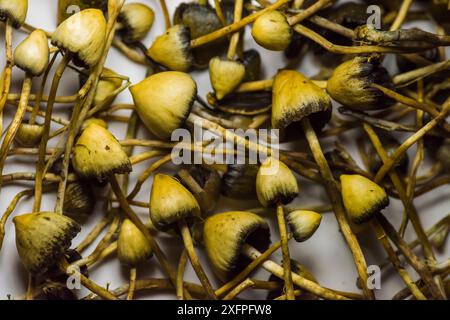 Champignons Liberty cap, également connus sous le nom de champignons magiques, (Psilocybe semilanceata) de pâturage de moutons. Monmouthshire, pays de Galles, Royaume-Uni, septembre. Banque D'Images