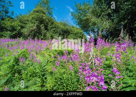 Rosebay Willowherb (Chamerion angustifolium) Pentwyn Farm SSSI, Gwent Wildlife Trust Reserve, Monmouthshire Wales UK, juillet. Banque D'Images