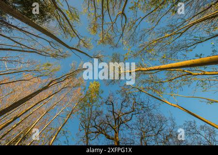 Vue en bas angle de la forêt dans la vallée de Wye, Monmouthshire Wales, Royaume-Uni, avril. Banque D'Images