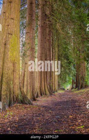 Avenue of Western Red Cedar Trees (Thuia plicata) Wye Valley, Monmouthshire, pays de Galles, Royaume-Uni, mars. Banque D'Images