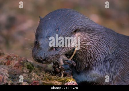 Loutre néotropicale (Lontra longicaudis) se nourrissant de poissons, Pantanal, Brésil Banque D'Images