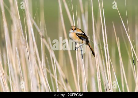 Juvénile mâle juvénile de rotule barbu (Panurus biarmicus). Juvénile mâle juvénile de rotule barbu (Panurus biarmicus) Banque D'Images