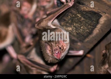 Chauve-souris vampire commune ( Desmodus rotundus) avec dents dénudées, Pantanal, Brésil Banque D'Images