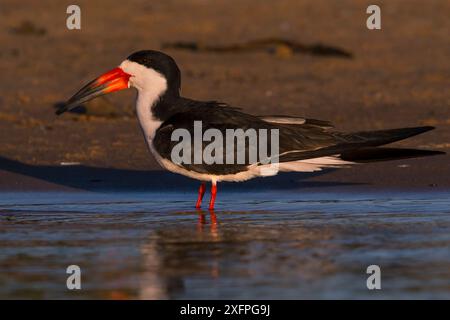 Skimmer noir (Rynchops Niger) Pantanal Brésil Banque D'Images