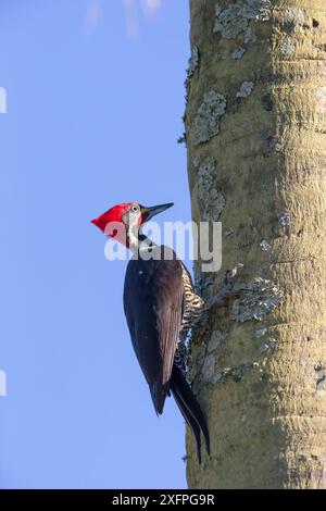 Pic ligné (Dryocopus lineatus) sur tronc d'arbre, Pantanal Brésil Banque D'Images