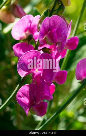 Floraison du peavin pérenne (Lathyrus latifolius) Floraison de peavine vivace Banque D'Images