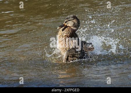 Femelles colverts toilettant leur plumage. Colvert toilettant son plumage Banque D'Images