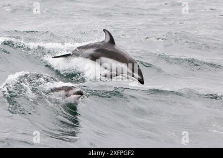 Dauphins à flancs blancs du Pacifique (Lagenorhynchus obliquidens) marsouillant en vagues, basse-Californie, Mexique. Banque D'Images