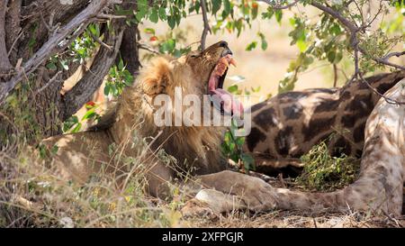 Lion mâle avec une fissure sous un buisson dans le parc national d'Etosha en Namibie Banque D'Images