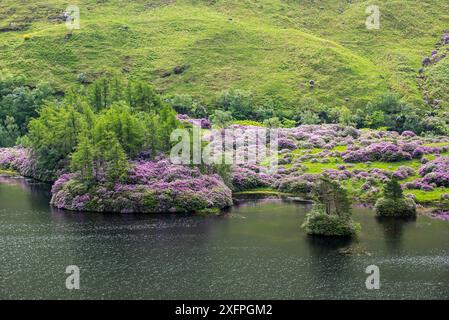 Rhododendrons communs (Rhododendron ponticum) en fleur le long du Loch Etive, espèce envahissante dans les Highlands écossais, Écosse, Royaume-Uni, mai Banque D'Images