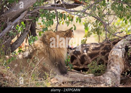 Lion mâle avec une fissure sous un buisson dans le parc national d'Etosha en Namibie Banque D'Images