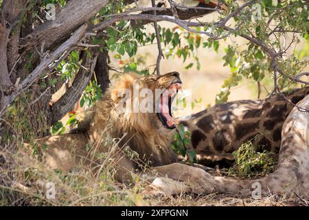 Lion mâle avec une fissure sous un buisson dans le parc national d'Etosha en Namibie Banque D'Images