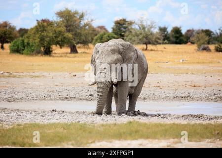 Éléphant taureau dans un trou de boue dans le parc national d'Etosha en Namibie Banque D'Images