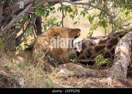 Lion mâle avec une fissure sous un buisson dans le parc national d'Etosha en Namibie Banque D'Images