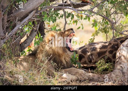 Lion mâle avec une fissure sous un buisson dans le parc national d'Etosha en Namibie Banque D'Images