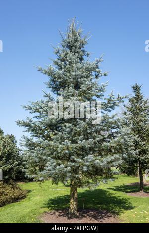 Manteau bleu Colorado sapin blanc (Abies concolor), originaire de l'ouest de l'Amérique du Nord, avril Banque D'Images