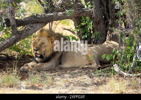 Lion mâle avec une fissure sous un buisson dans le parc national d'Etosha en Namibie Banque D'Images