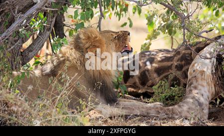 Lion mâle avec une fissure sous un buisson dans le parc national d'Etosha en Namibie Banque D'Images