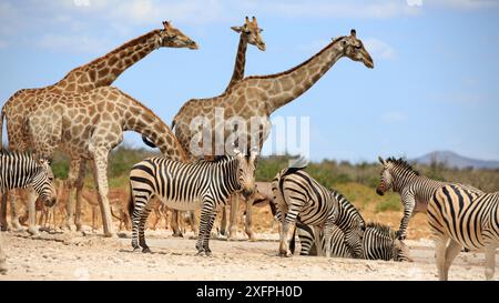 Zèbres de montagne et girafes buvant dans un point d'eau dans le parc national d'Etosha en Namibie Banque D'Images