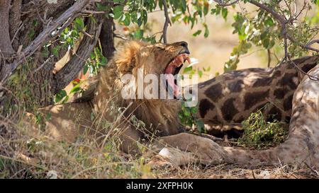 Lion mâle avec une fissure sous un buisson dans le parc national d'Etosha en Namibie Banque D'Images