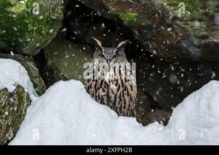 Hibou aigle eurasien (Bubo bubo) assis sur un rebord rocheux à la falaise pendant la pluie de neige en hiver, forêt bavaroise, Allemagne, captive, janvier Banque D'Images