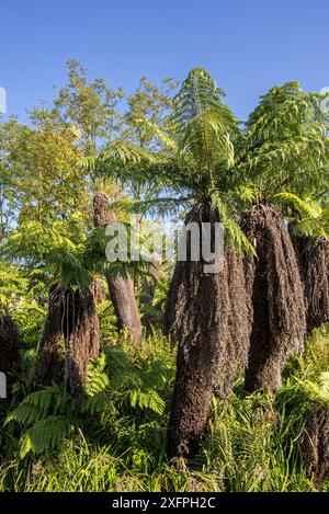 Fougères forestières molles / fougères humaines (Dicksonia antarctica) fougère à feuilles persistantes originaire de l'est de l'Australie Banque D'Images