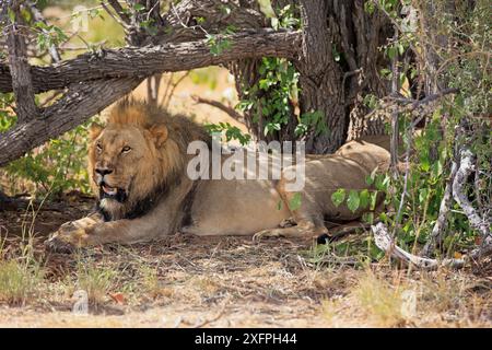 Lion mâle avec une fissure sous un buisson dans le parc national d'Etosha en Namibie Banque D'Images