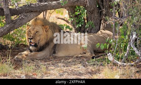 Lion mâle avec une fissure sous un buisson dans le parc national d'Etosha en Namibie Banque D'Images