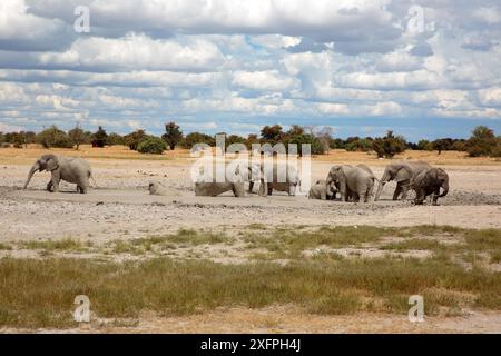 Un troupeau d'éléphants s'amusant dans un trou de boue dans le parc national d'Etosha en Namibie Banque D'Images