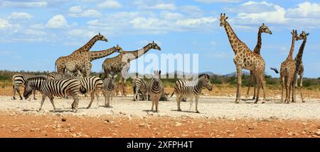 Zèbres de montagne et girafes buvant dans un point d'eau dans le parc national d'Etosha en Namibie Banque D'Images