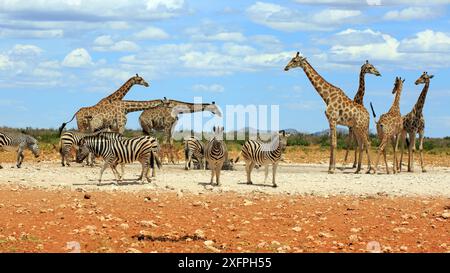 Zèbres de montagne et girafes buvant dans un point d'eau dans le parc national d'Etosha en Namibie Banque D'Images