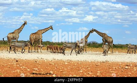 Zèbres de montagne et girafes buvant dans un point d'eau dans le parc national d'Etosha en Namibie Banque D'Images