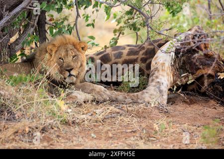 Lion mâle avec une fissure sous un buisson dans le parc national d'Etosha en Namibie Banque D'Images