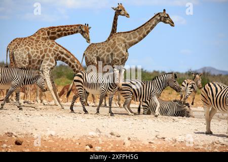 Zèbres de montagne et girafes buvant dans un point d'eau dans le parc national d'Etosha en Namibie Banque D'Images