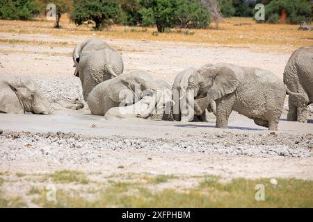 Un troupeau d'éléphants s'amusant dans un trou de boue dans le parc national d'Etosha en Namibie Banque D'Images