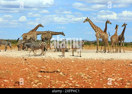 Zèbres de montagne et girafes buvant dans un point d'eau dans le parc national d'Etosha en Namibie Banque D'Images