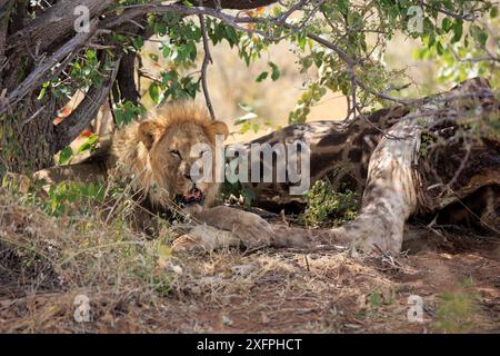 Lion mâle avec une fissure sous un buisson dans le parc national d'Etosha en Namibie Banque D'Images