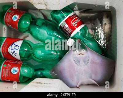 Ray (Raja sp.) Pêche et bouteilles d'eau en plastique sur un petit bateau de pêche, mer Méditerranée. "En 2050, il pourrait y avoir plus de plastique dans l'océan qu'il n'y a de poisson" Ellen McArthur Foundation Banque D'Images