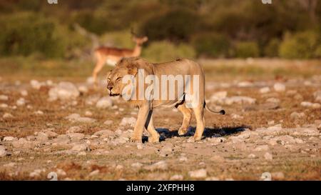 Lion dans la lumière du soir au trou d'eau Klein Namutoni dans le parc national d'Etosha en Namibie Banque D'Images