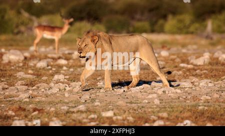 Lion dans la lumière du soir au trou d'eau Klein Namutoni dans le parc national d'Etosha en Namibie Banque D'Images