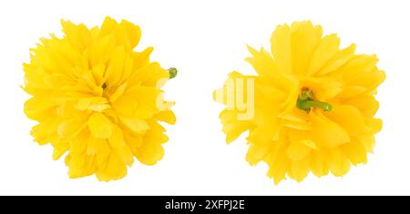 Fleur jaune de kerria japonica isolée sur fond blanc. Vue de dessus. Pose à plat Banque D'Images