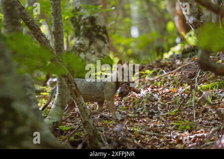 Loup apennin sauvage (Canis lupus italicus) portant un morceau de chevreuil tué par sa famille. Apennins centraux, Abruzzes, Italie. Juillet sous-espèce endémique italienne. Banque D'Images