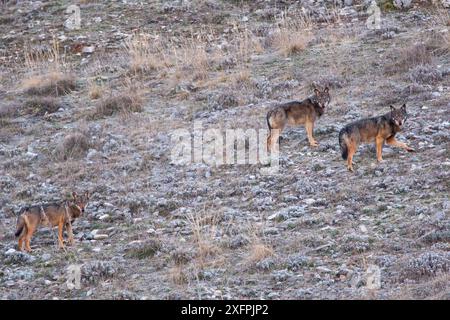 Apennin / loup italien (Canis lupus italicus) meute de trois marchant sur le versant de la montagne. Abruzzes, Apennins centraux, Italie Banque D'Images