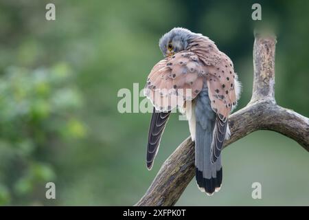 Crêtrel mâle (Falco tunninculus) prégnant, France, mai. Banque D'Images