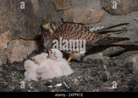 Femelle Cestrel (Falco tunninculus) nourrissant des poussins dans le nid, France, mai. Banque D'Images