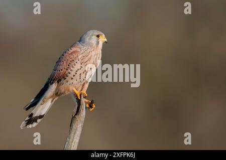 Cestrel mâle (Falco tunninculus) perché sur une branche avec des proies de cricket, France, janvier Banque D'Images