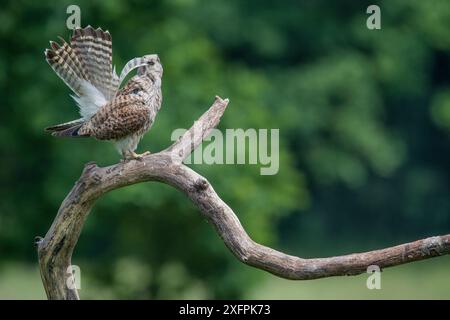 Crérel femelle (Falco tunninculus) secouant des plumes pour enlever la poussière et les parasites, France, juin. Banque D'Images